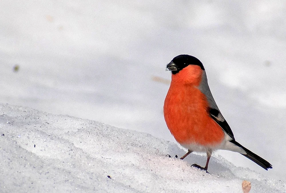 Gimpelvogel