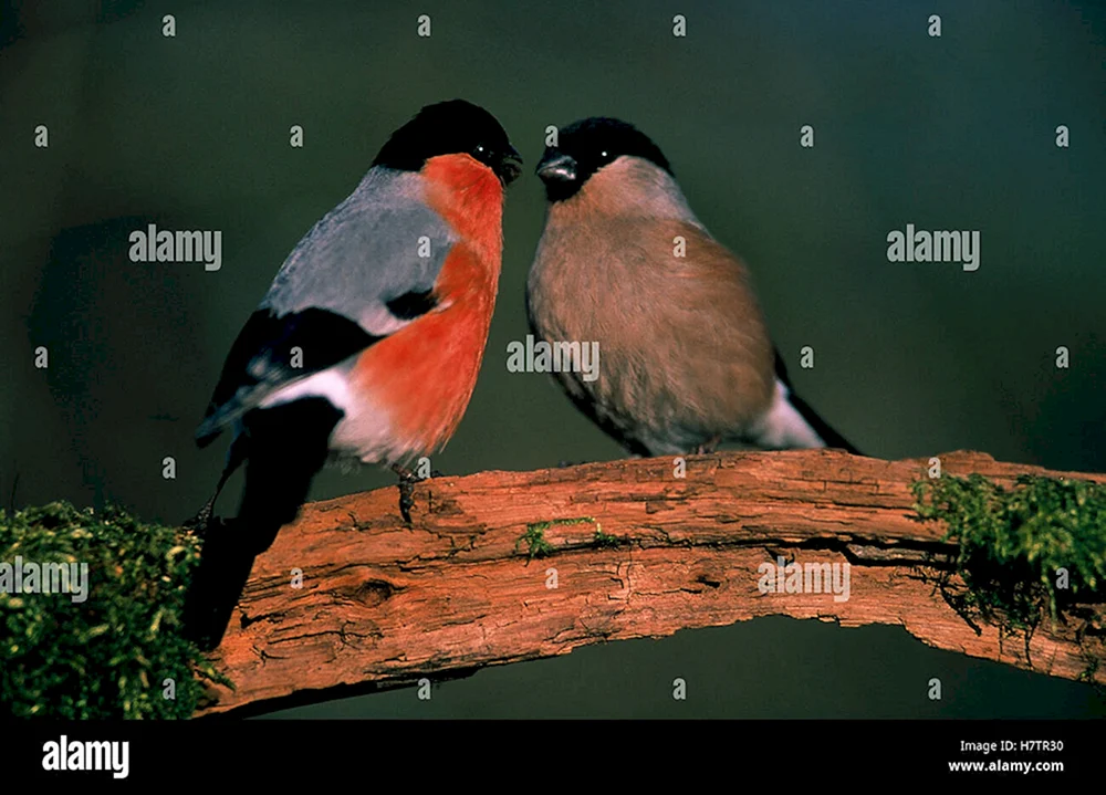 Fink Vogel Männchen und Weibchen