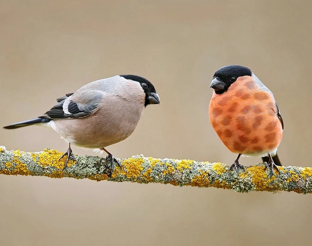 Fink Vogel Männchen und Weibchen