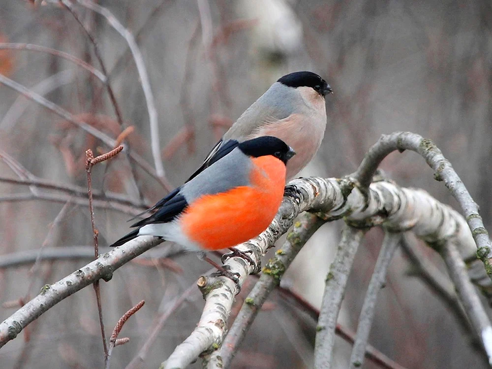 Fink Vogel Männchen und Weibchen