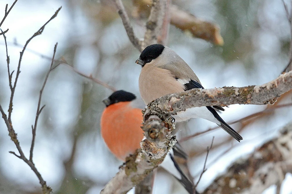 Fink Vogel Männchen und Weibchen