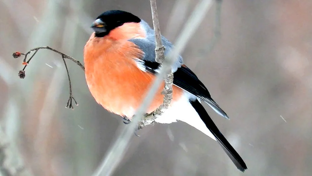 Fink Vogel Weibchen Schneevogelweibchen