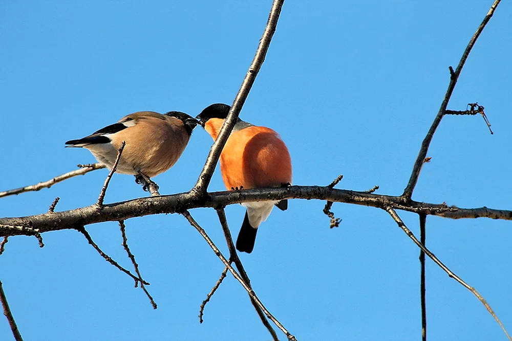 Schneevogelweibchen