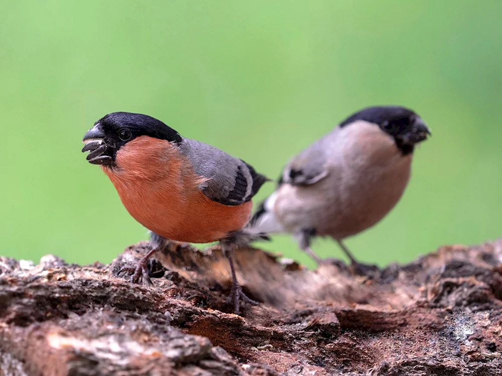 Zugvogel