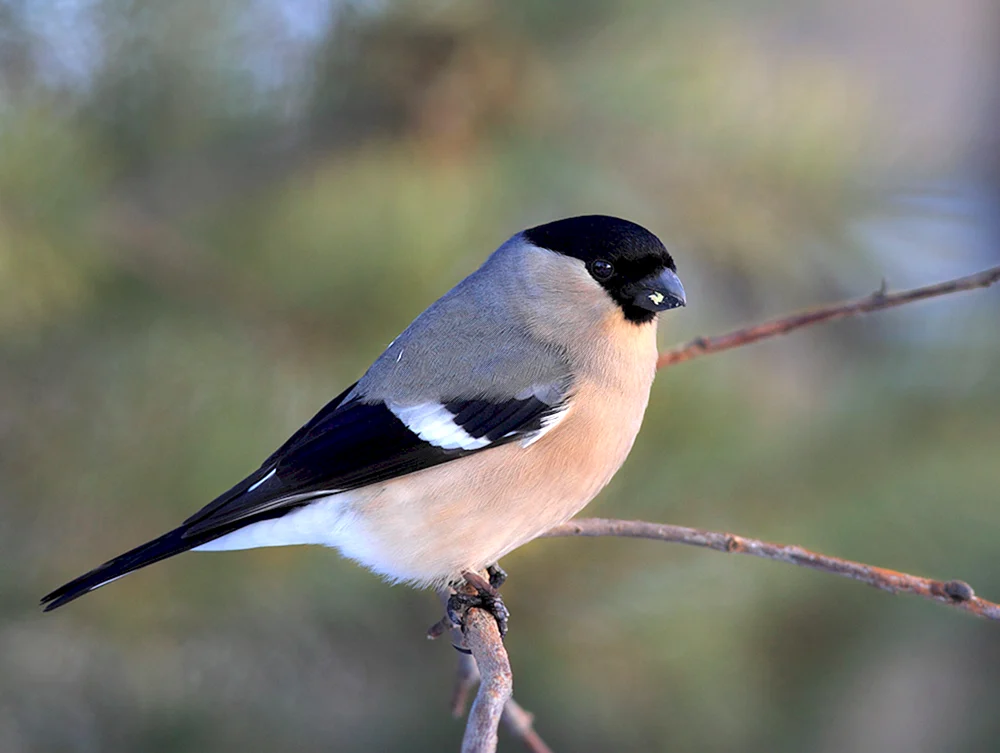 Fink Vogel Männchen und Weibchen