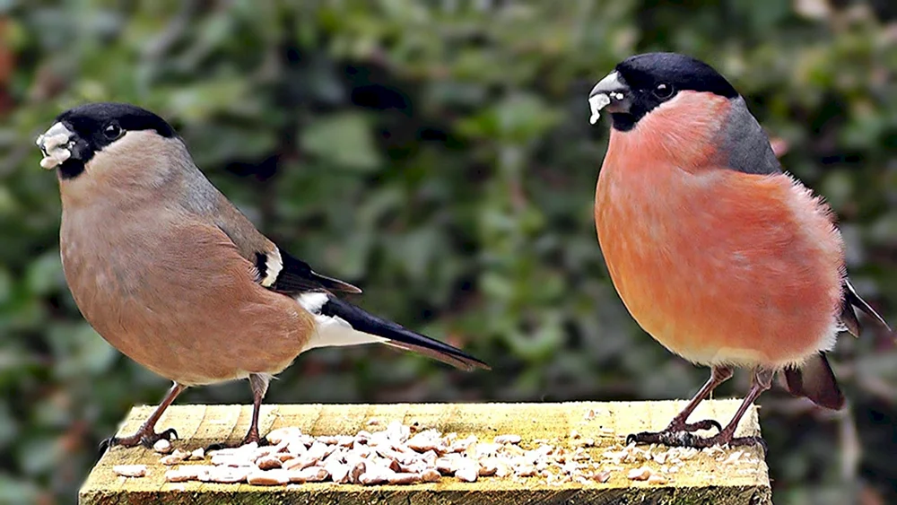 Fink Vogel Männchen und Weibchen