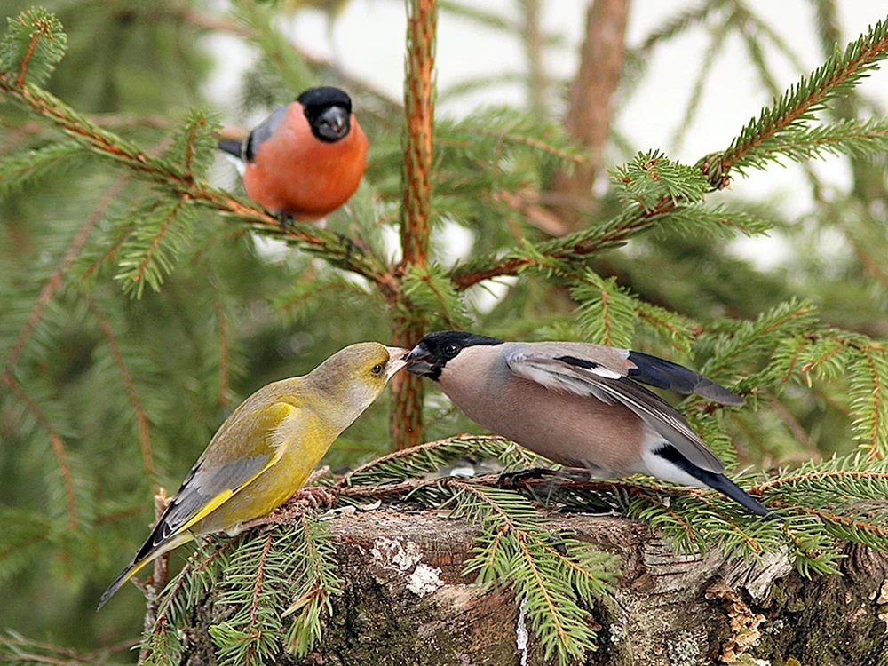 Schneevogelmännchen und Schneevogelweibchen. Gimpelmännchen Zugvogel