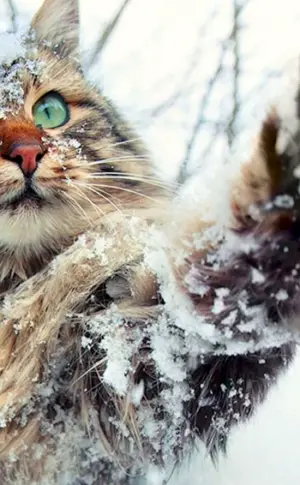 Schneekatze ist