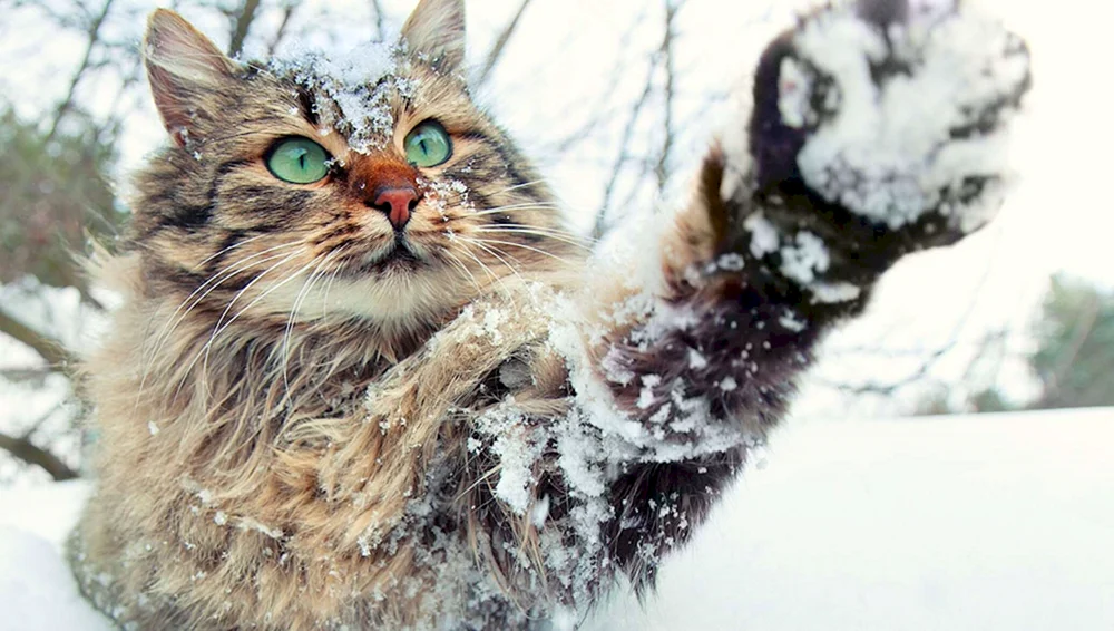 Winterkatze