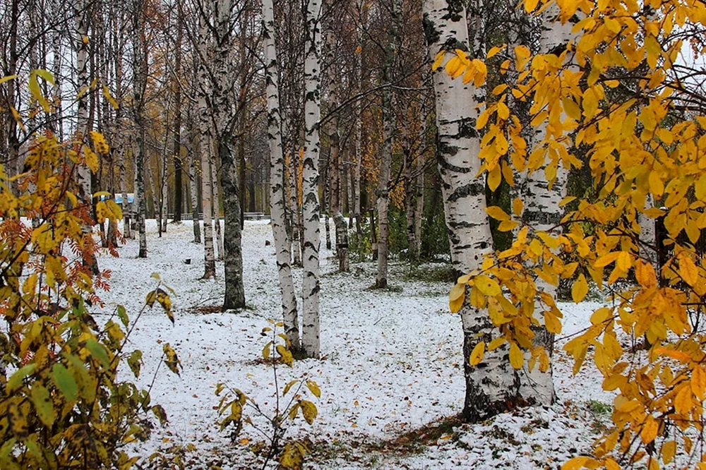 Frühwinter