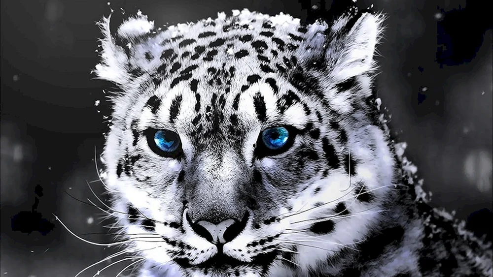 Schneeleopard Irbis Schneeleopard