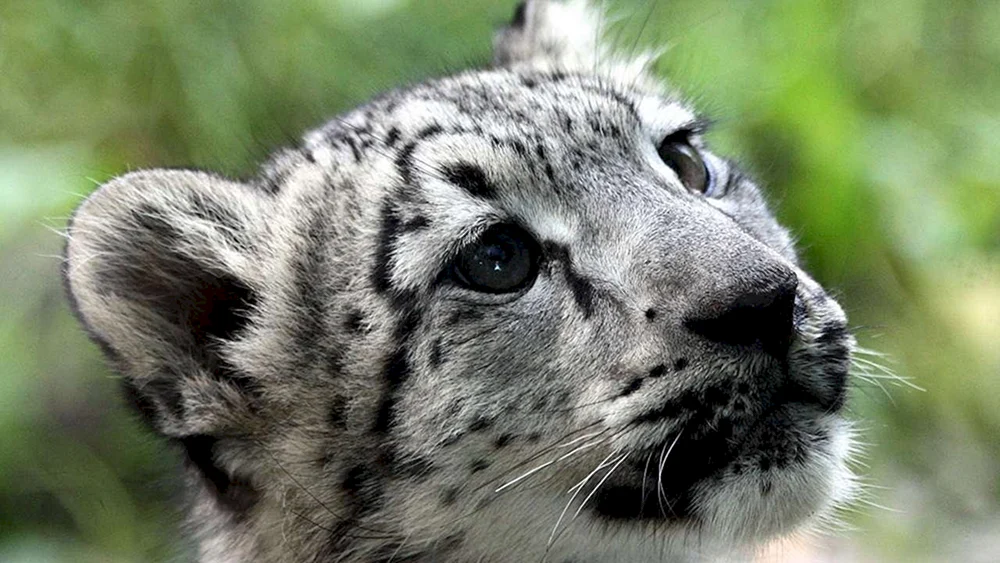 Schneeleopard Irbis