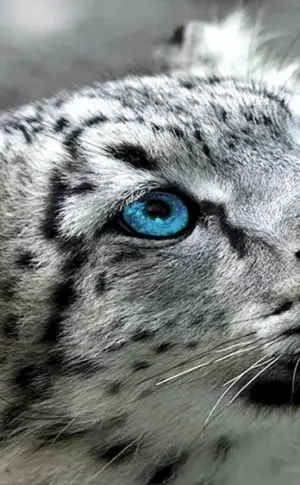 Schneeleopard Irbis