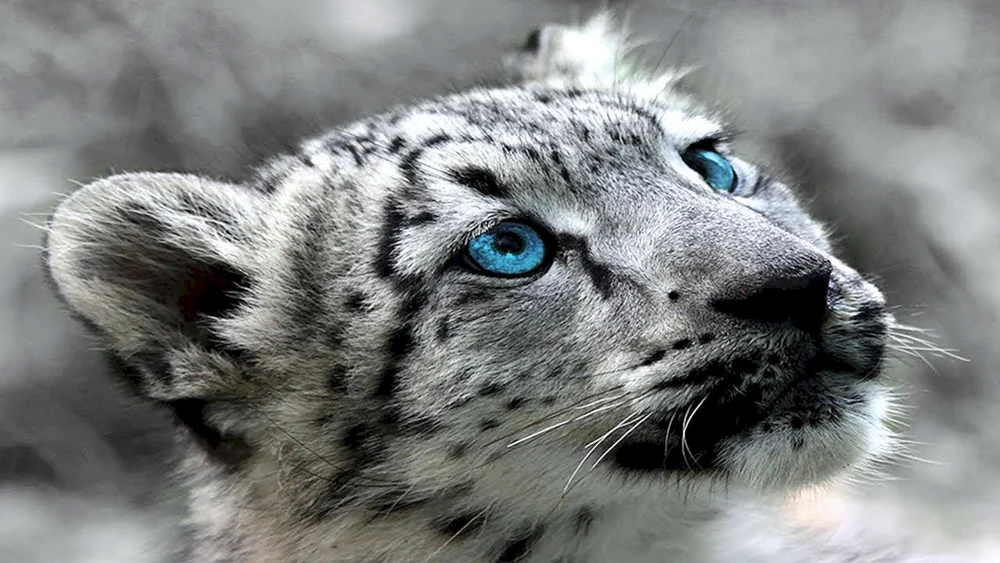 Schneeleopard Irbis