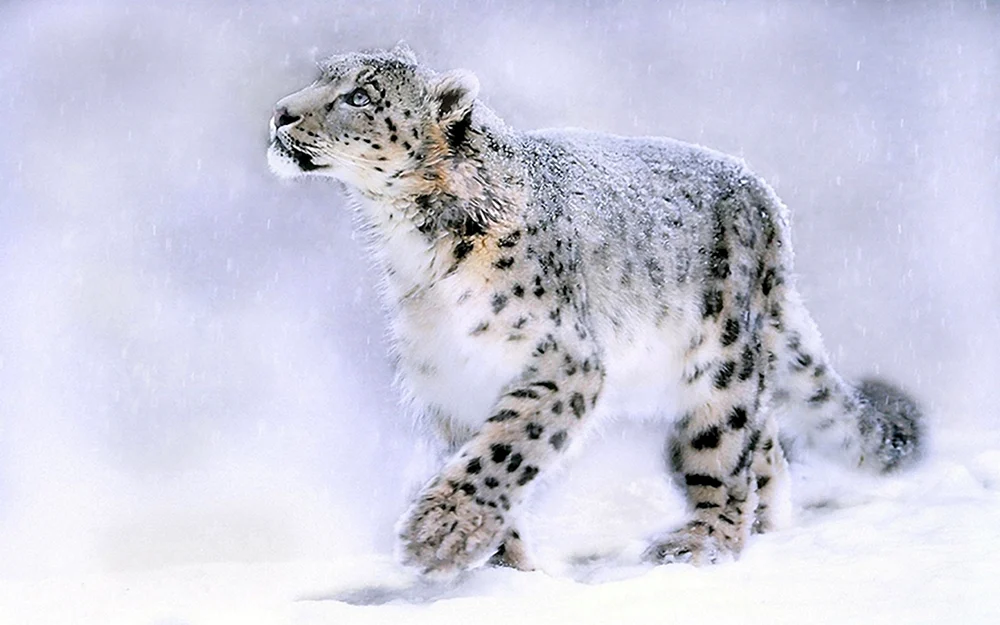 Schneeleopard Irbis