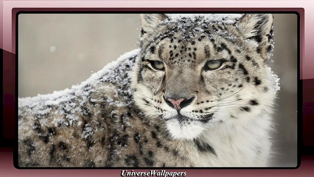 Schneeleopard Irbis Schneeleopard