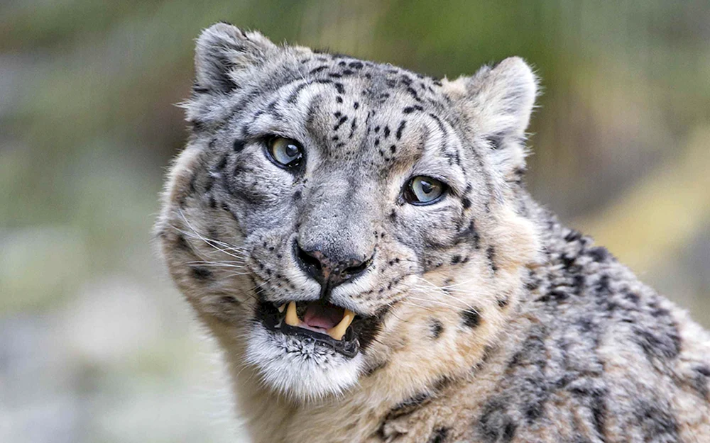 Schneeleopard Irbis Schneeleopard