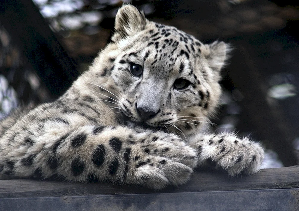 Schneeleopard Irbis Schneeleopard