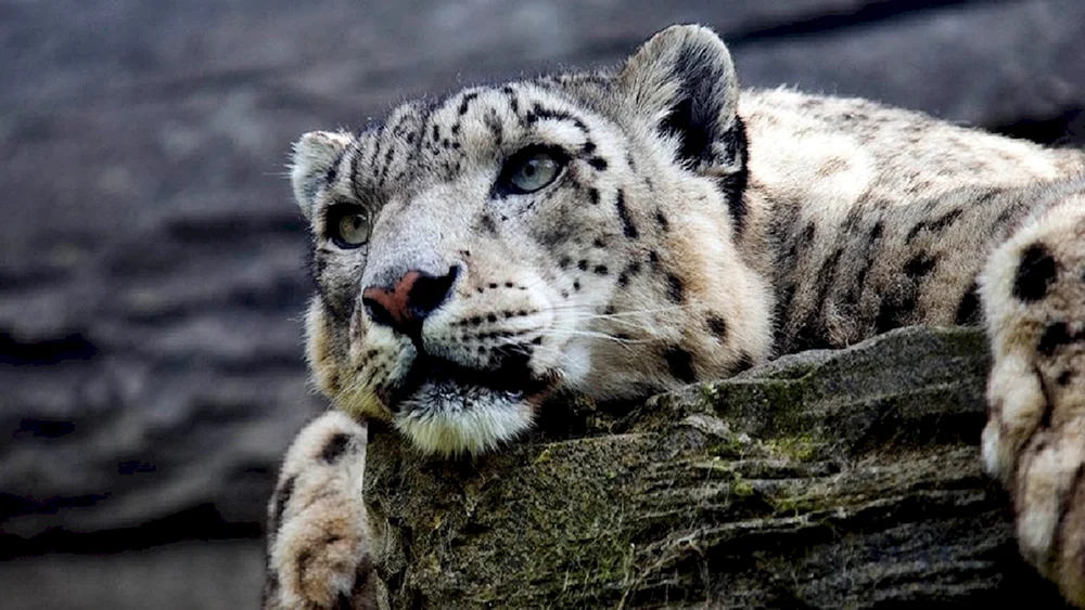 Schneeleopard Irbis Schneeleopard
