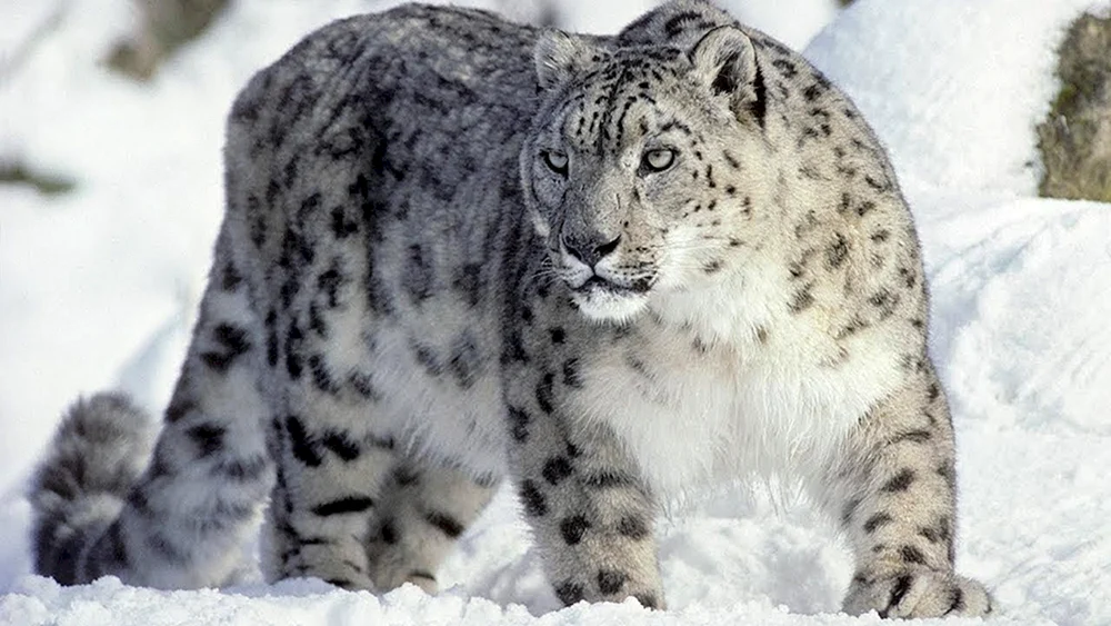 Dalvostochny-Leopard Amur-Leopard