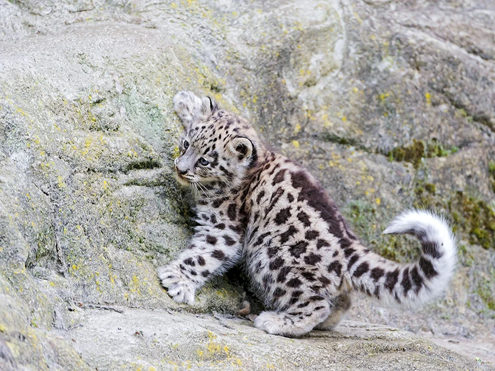 Schneeleopard Irbis