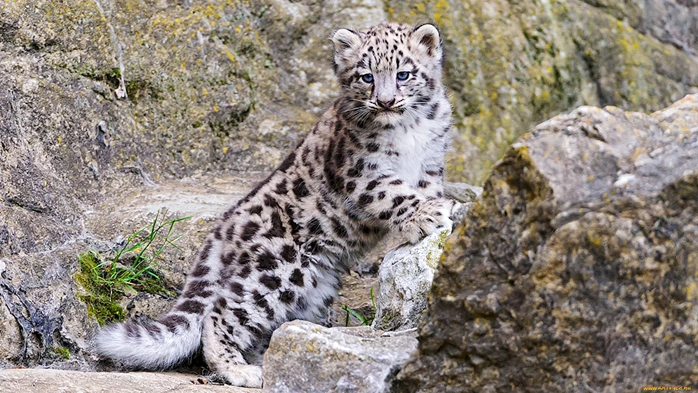 Schneeleopard Irbis