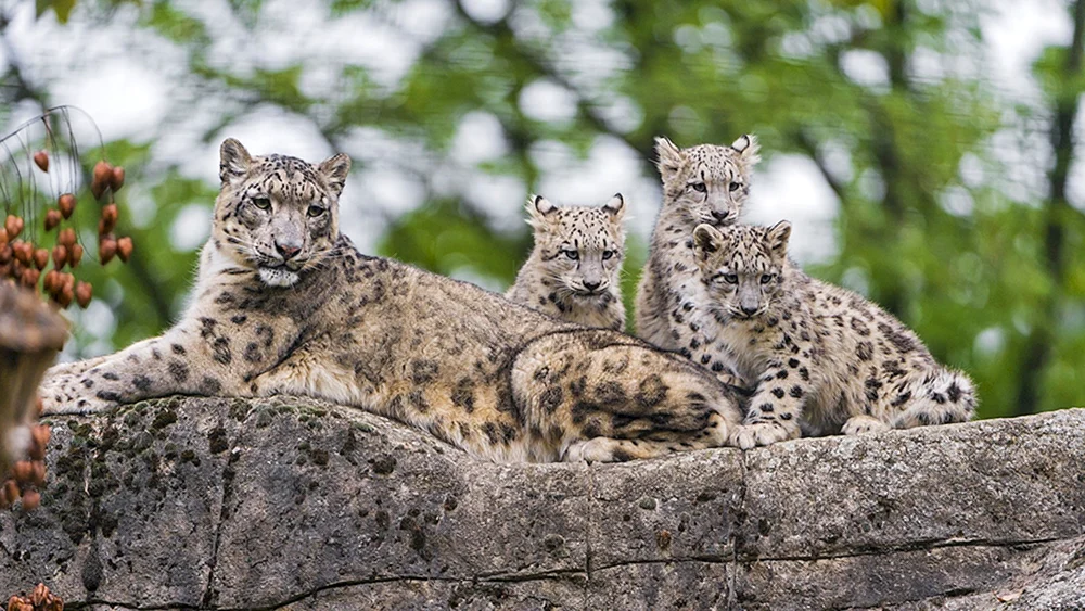Schneeleopard Irbis