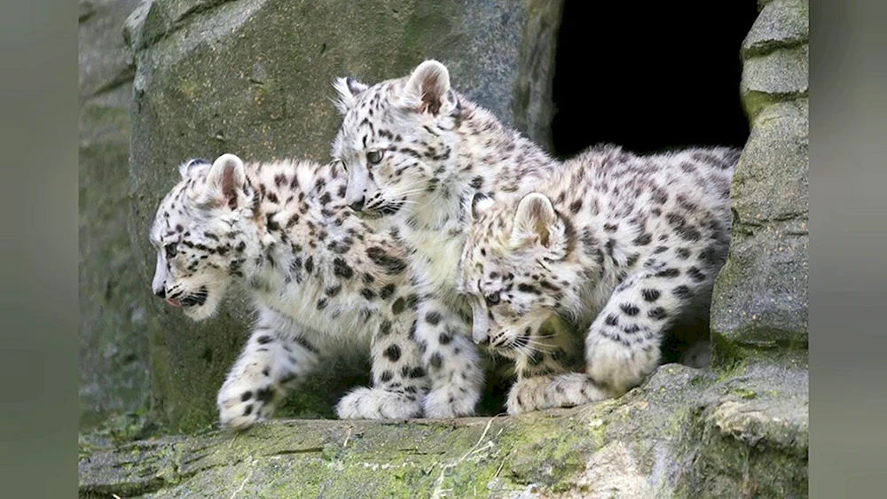 Schneeleopard Irbis