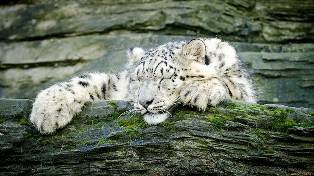 Schneeleopard und Tiger