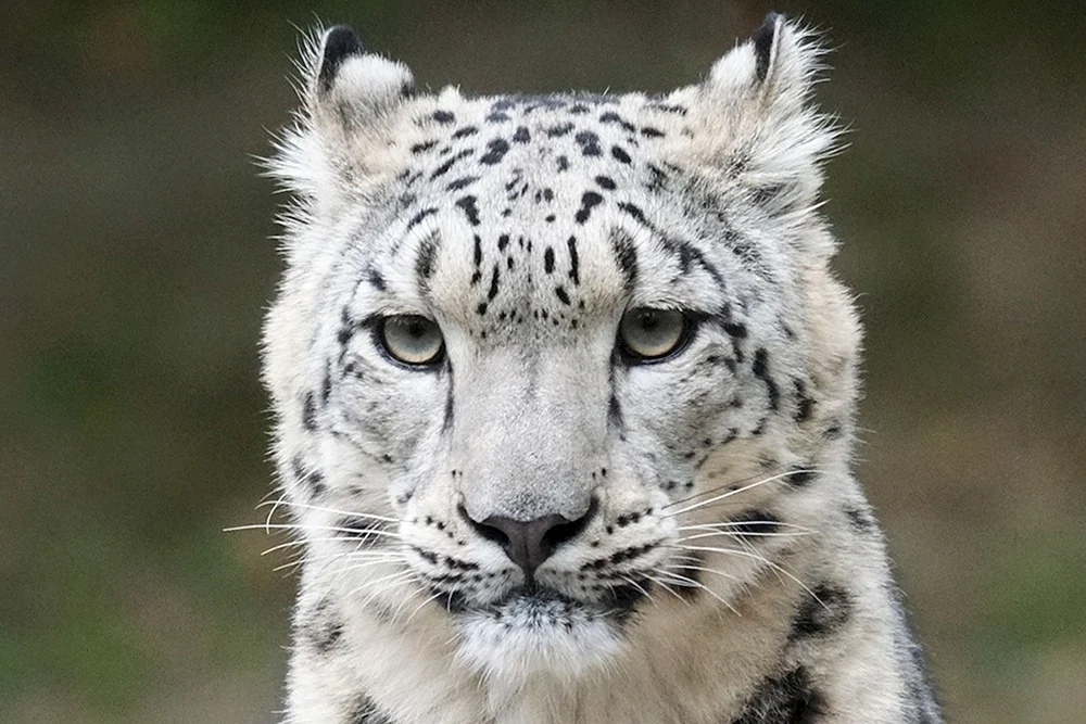 Schneeleopard Irbis