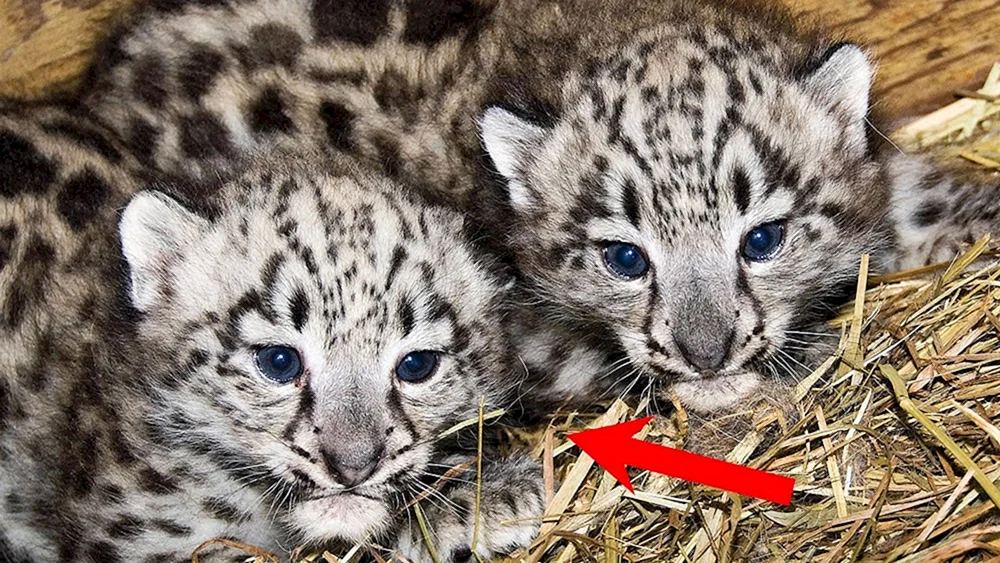 Schneeleopard Irbis Jungtiere