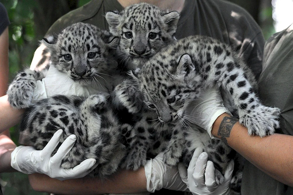 Schneeleopard Irbis Jungtiere