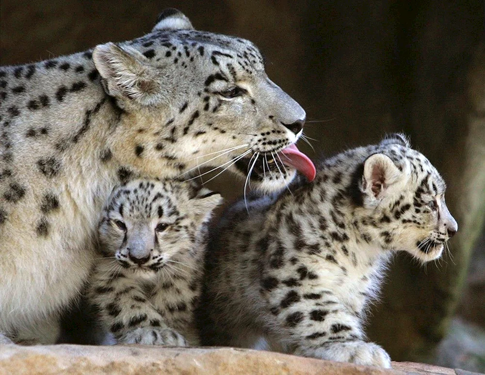 Schneeleopard Irbis Familie