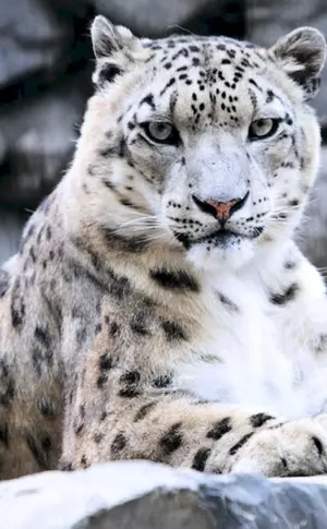 Schneeleopard Irbis Schneeleopard