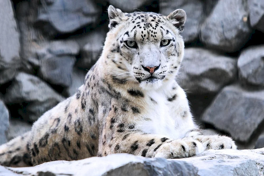 Schneeleopard Irbis Schneeleopard