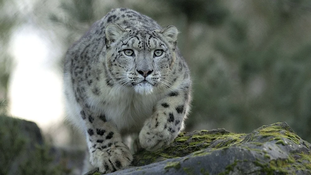 Schneeleopard Irbis Schneeleopard