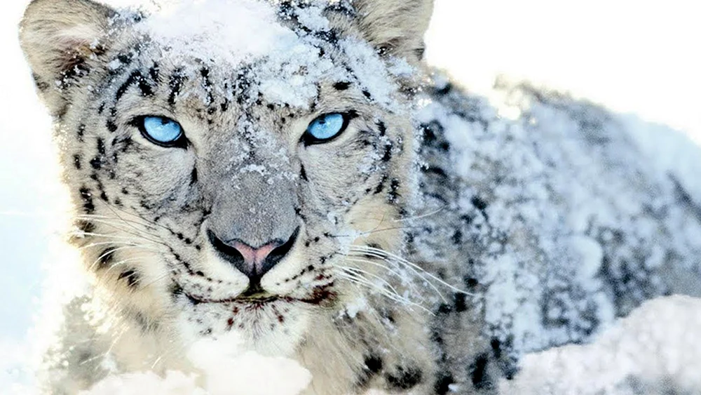 Schneeleopard Irbis Schneeleopard