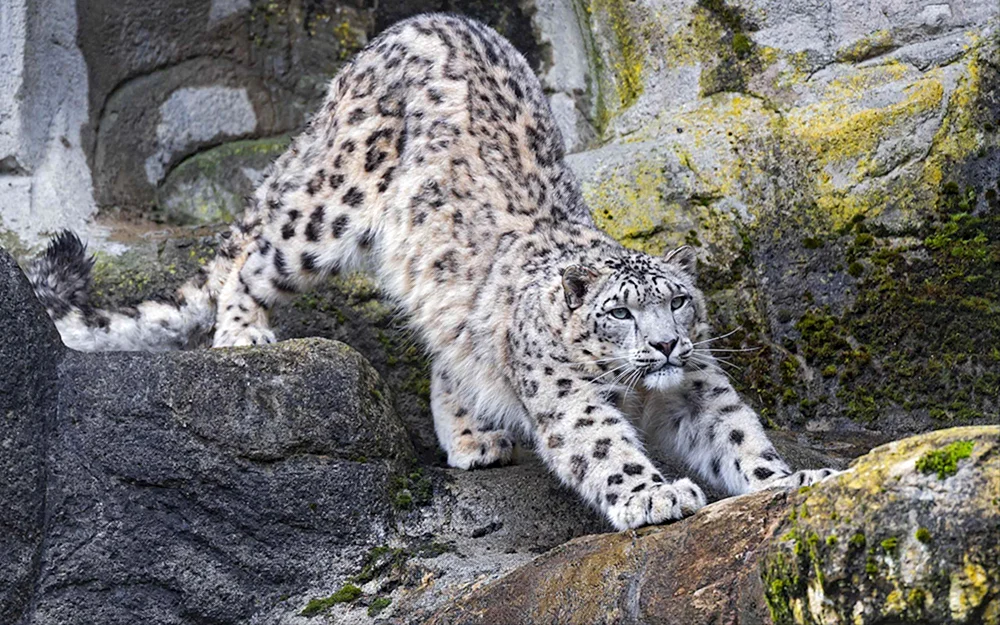 Schneeleopard Irbis Schneeleopard