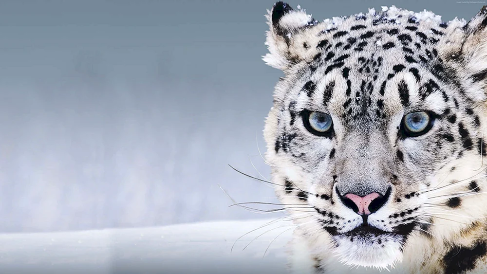 Schneeleopard Irbis Schneeleopard