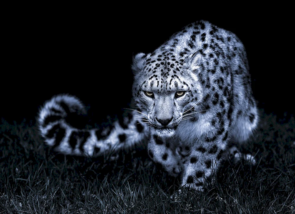 Schneeleopard Irbis Schneeleopard- Leopard