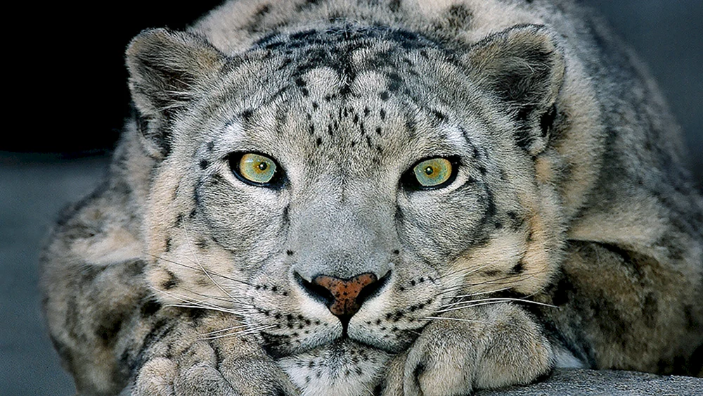 Schneeleopard Irbis Schneeleopard