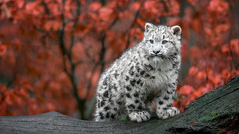 Schneeleopard Irbis Schneeleopard