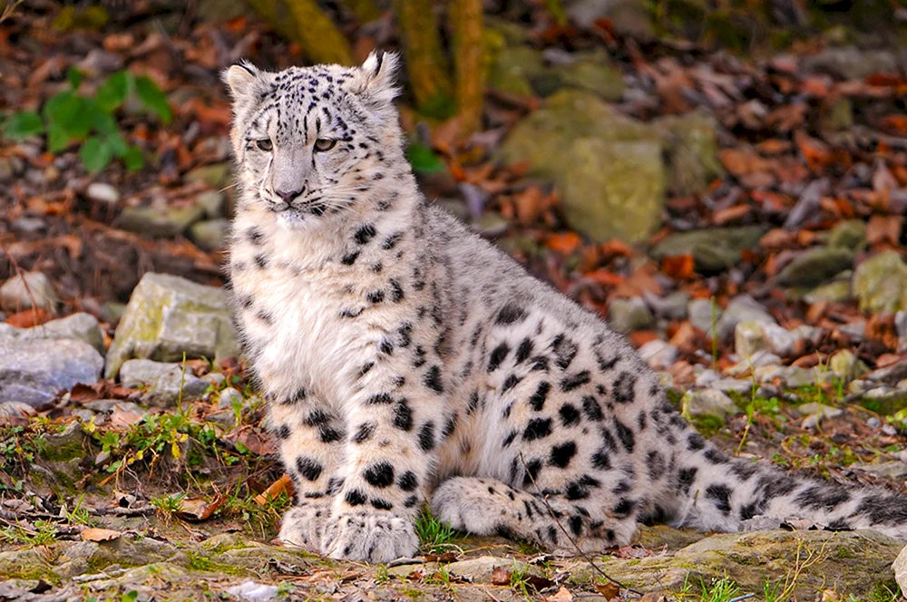 Schneeleopard Irbis Schneeleopard