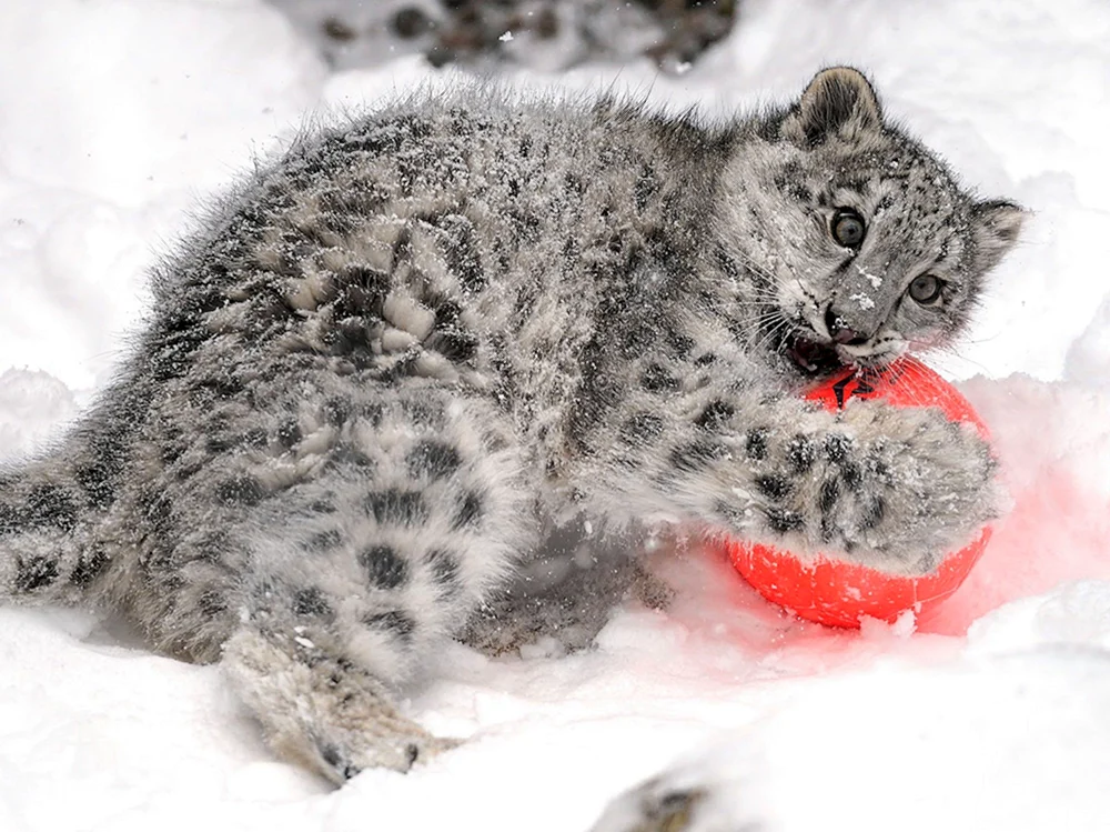 Schneeleopard Irbis Schneeleopard Irbis Irbis Ohren Schneeleopard Irbis Irbis Jungtiere Schneeleopard Irbis Irbis Jungtiere Schneeleopard Irbis Irbis Jungtiere Schneeleopard Irbis Irbis Jungtiere Schneeleopard Irbis Irbis Jungtiere Schneeleopard