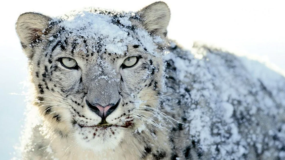 Schneeleopard Irbis Schneeleopard