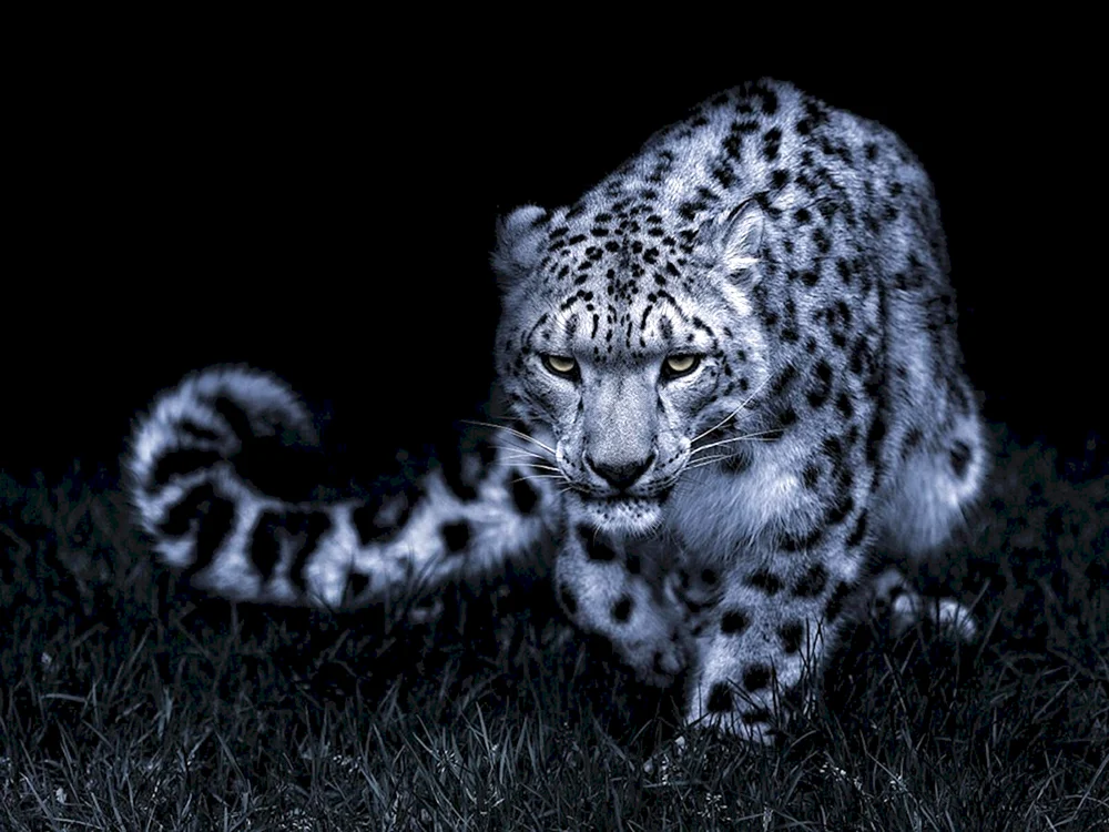 Schneeleopard Irbis Schneeleopard