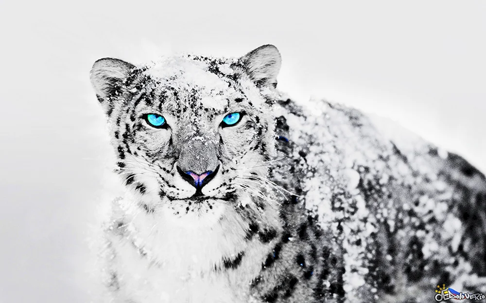 Schneeleopard Irbis