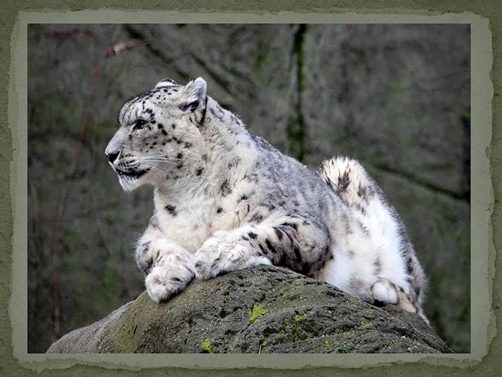 Schneeleopard Irbis Schneeleopard