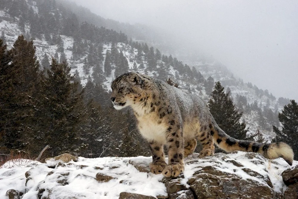 -. Schneeleopard Panthera uncia Schneeleopard Irbis Schneeleopard Irbis Schneeleopard Irbis Schneeleopard Irbis Schneeleopard Irbis Schneeleopard Irbis Schneeleopard Irbis Schneeleopard Irbis Schneeleopard Irbis Schneeleopard Irbis weiß Schneeleopard Irbis Schneeleopard Irbis Schneeleopard Irbis