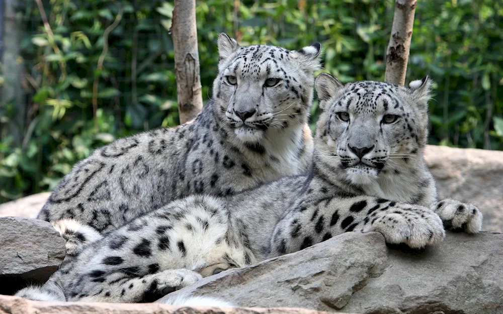 -. Schneeleopard Panthera uncia